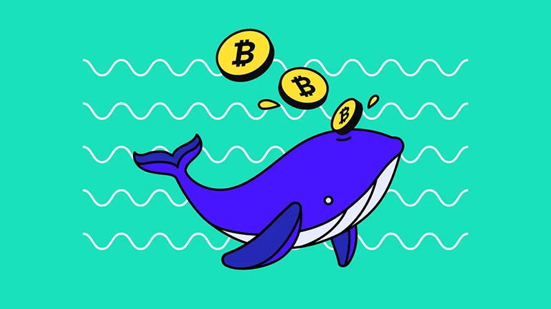 Cryptocurrency Whales